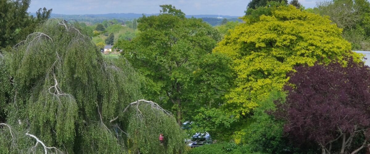 Tress outside Hindlip Hall